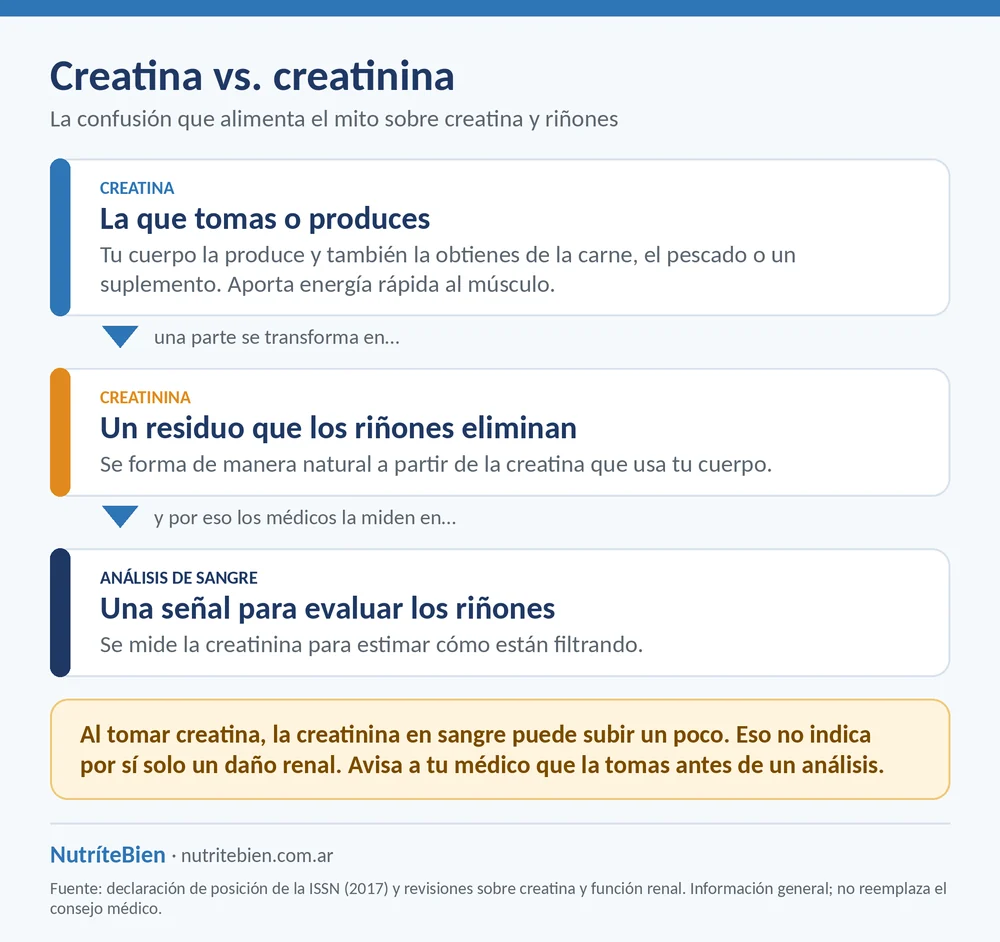 Diagrama que explica cómo la creatina se convierte en creatinina y por qué sube en un análisis de sangre